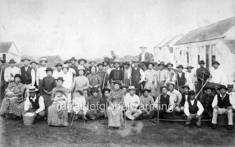 Photo 1890 Japanese sugar plantation labor   Kau Hawaii  