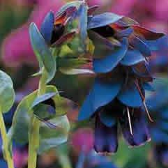 Rare Blue Shrimp Plant Cerinthe Major Blue Kiwi 10 seeds~$2 SHIPS IN 