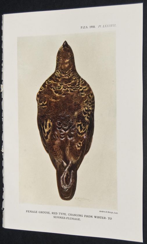 Group of 24 Zoological Society 1880s Prints. Grouse  