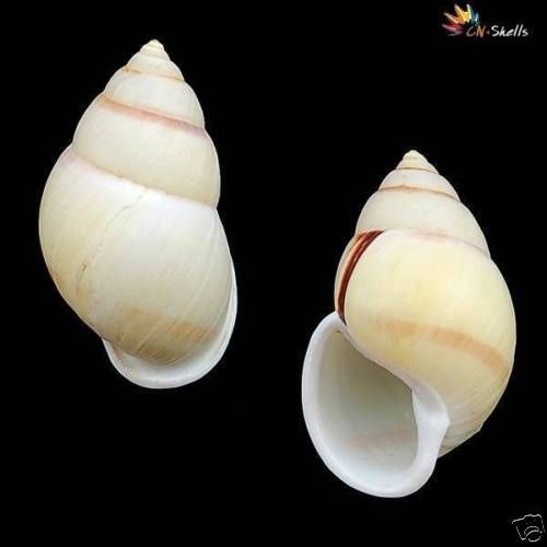 Sea shells Amphidromus Robusta 51 mm #LAND 59  