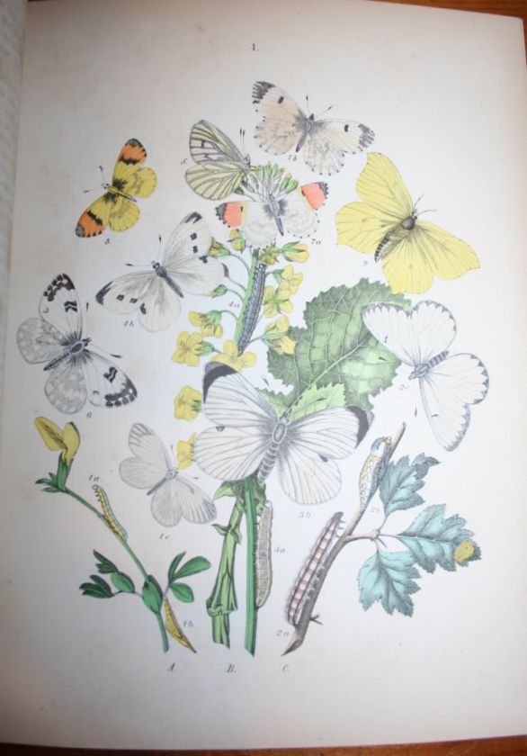 1882~European Butterflies & Moths~61 Plates~Lithographs 