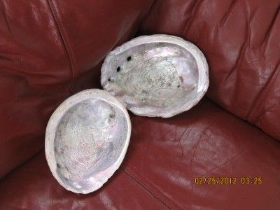 Large Abalone Shells Smudging Incense Decoration TWO SHELLS 