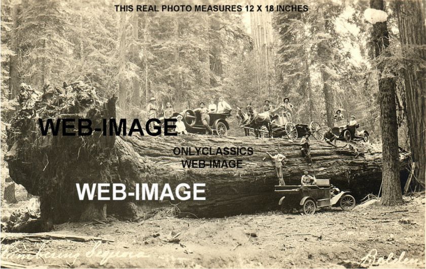 AUTO S & HORSE S ON SEQUOIA TREE  LUMBERJACK HUGE PHOTO  