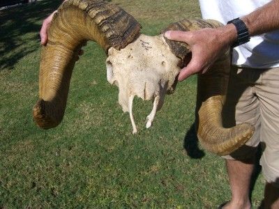 Desert Bighorn Sheep Ram Skull Full Curl Head Epoxy Full Size Copy 