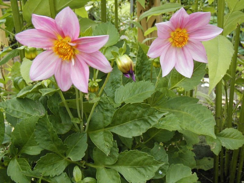 dahlia, UNWINS unwins MIX, 85 SEEDS GroCo  