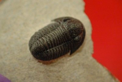   DETAILED GERASTOS TRILOBITE FROM MOROCCO   AA Quality    