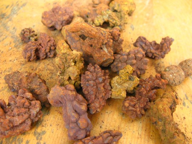 25 NATURAL FULL FOSSIL COPROLITE SPECIMEN  