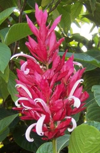 Shrub Plant Tree☼Brazilian Red Cloak☼Jacobina☼ Justicia  