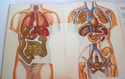 1949 Humanoscope of the Human Body Diagram Medical Book  