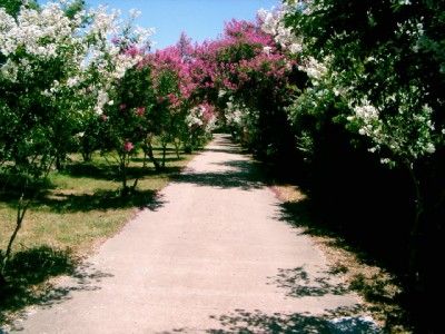 Two Basham Party Pink Crape Myrtles In 2 Pots Lav Pink  