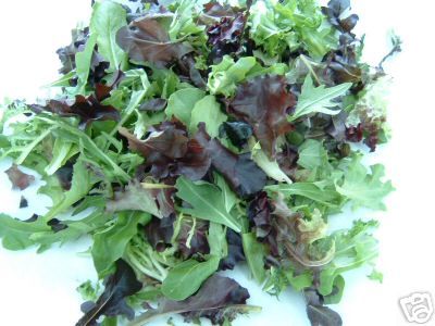 SPICY Gourmet LETTUCE MESCLUN MIX 1 oz. 17000 + SEEDS  