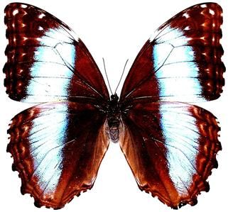 BUTTERFLY/MOTH/MOUNTED Peru Female MORPHO NEOPTOLOMOUS  