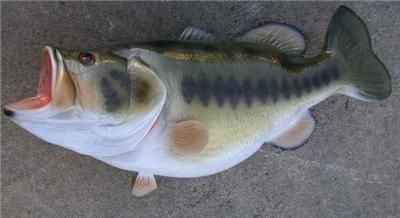 NEW XXL 18 lb Largemouth BASS Inexpensive Sale price Fish Decor Mount 