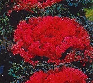 Flowering Kale Cabbage Nagoya RED Formula Hybrid seeds  