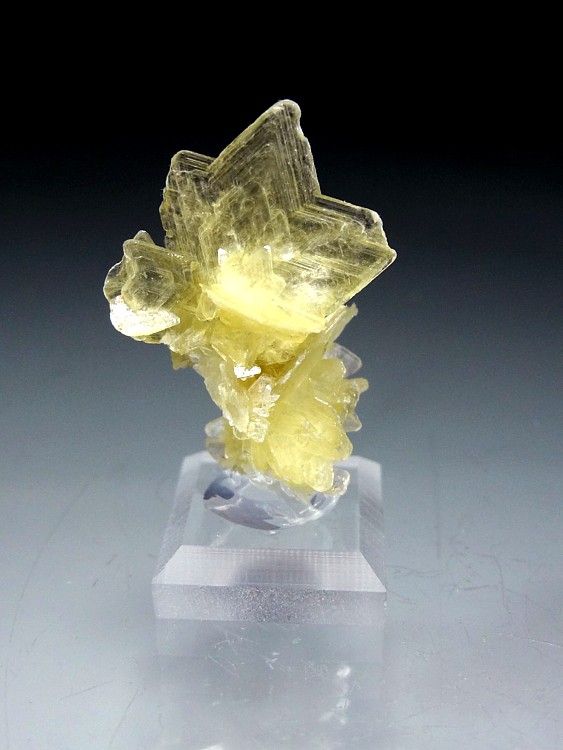 Excellent Yellow Star Muscovite Crystal Group  